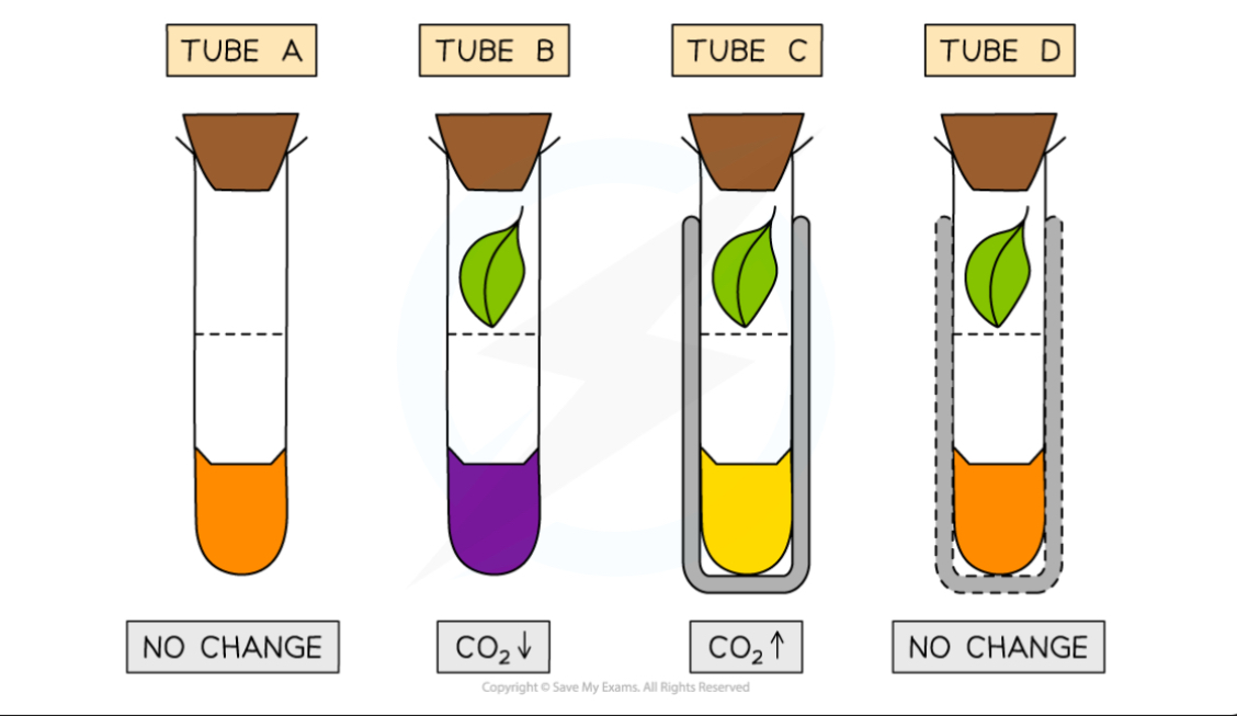 <p>Yellow if there is a high CO2</p><p>Purple if there is a high concentration of CO2</p><p>Orange if the rate of photosynthesis is equal to the rate of respiration</p>