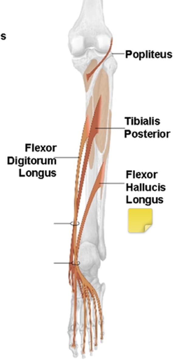 <p>Tibialis Posterior, Flexor Digitorum Longus, Flexor Hallucis Longus</p>