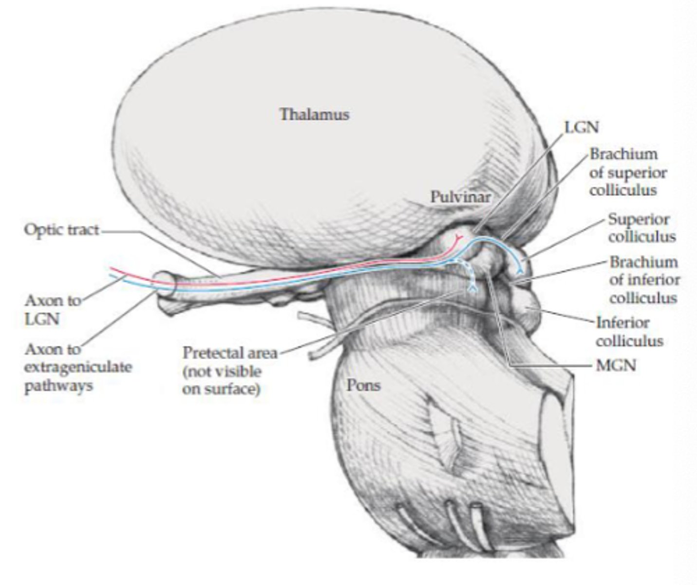 <p>Aid with pupillary light reflex</p>
