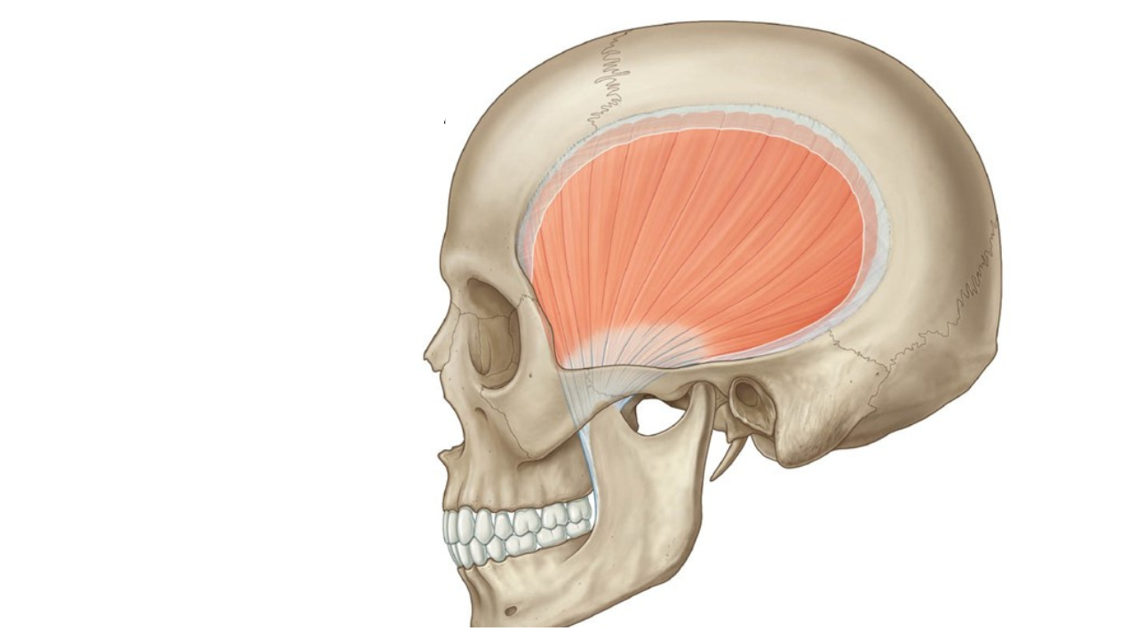 <p>What muscle is this?</p>