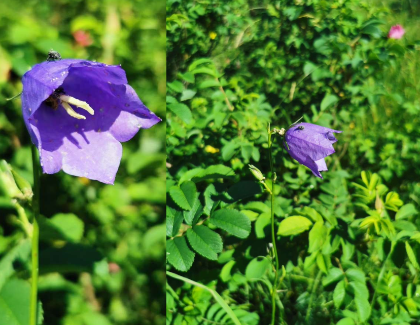 <p>sveriges nationalblomma. </p>