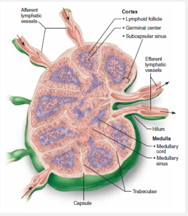 <p>Small bean shaped patches of lymphatic tissue which filter lymph as it flows through the vessels toward the circulatory system are called </p>