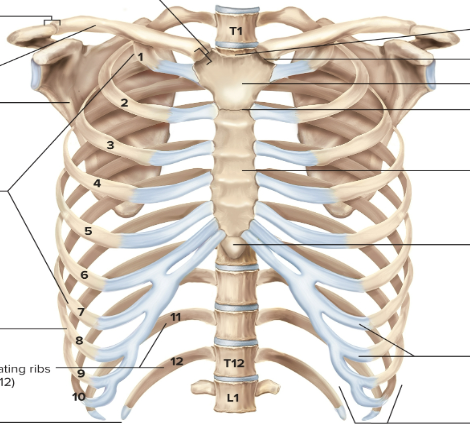 <p>Thoracic cage</p>