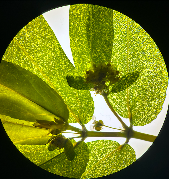 <p>Family? Genus?</p>