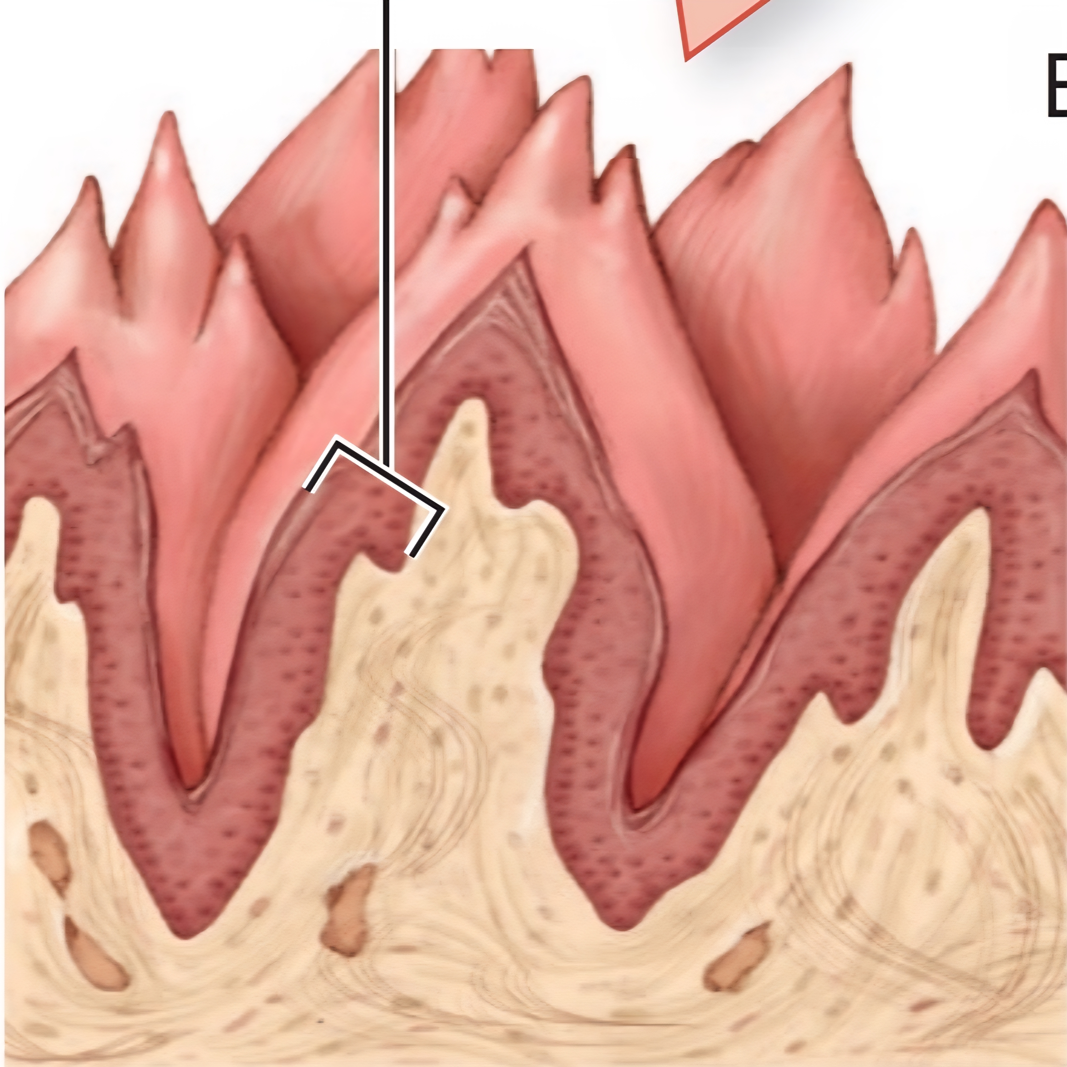 <p>No tastebuds, detects texture, mechanically moves food during mastication. </p>