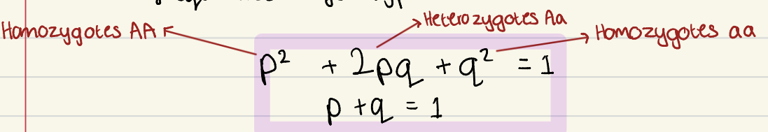 <p>→ expected relationship between allele frequencies and genotype frequencies </p><p>Applications:</p><ul><li><p>if we know allele frequencies, HW equilibrium can be used to calculate the expected phenotype frequencies</p></li><li><p>If we know phenotypic frequencies, HW can be used to calculate expected allele frequencies/genotypes </p></li></ul><p></p>