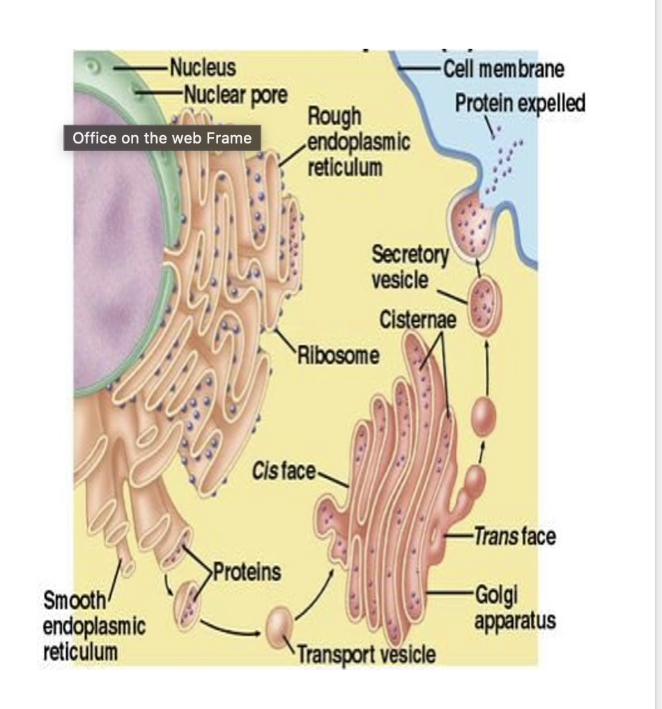 <p>explain protein secretion from the cell</p>