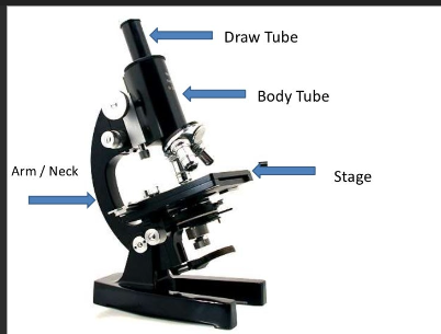 <p>where the specimen is placed to be observed usually a mount on a glass slide</p>