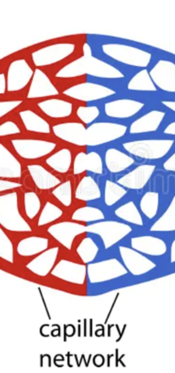 <p>a very thin blood vessel, only 1 cell thick, that allows the exchange of molecules between tissues and blood.</p>