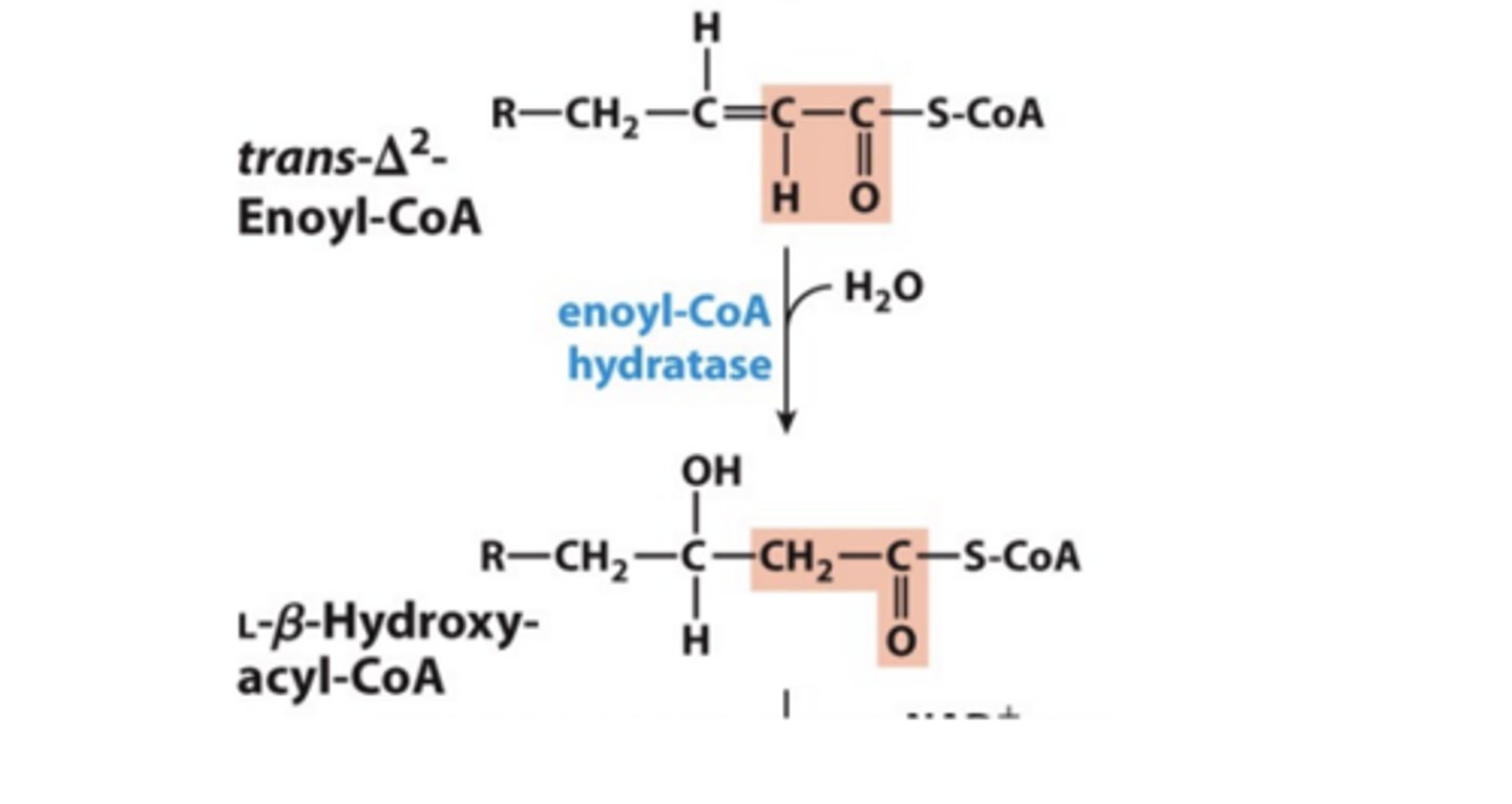 <p>• Catalyzed by enoyl-CoA hydratase</p><p>• Water adds across the double bond yielding alcohol on b carbon</p>