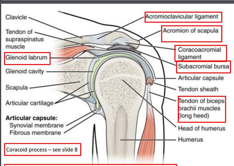 <p>near the proximal epiphysis of the humerus, towards the top end portion of the humerus. connects to an articular capsule.</p>