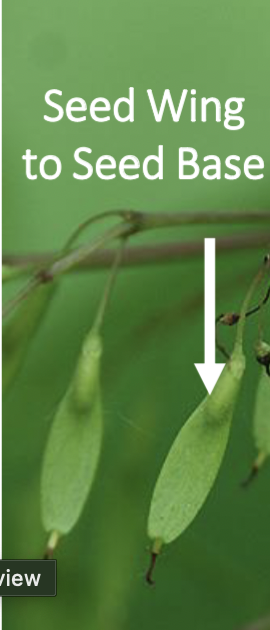 <p>thin “canoe paddle” samara, wing ends at seed</p>