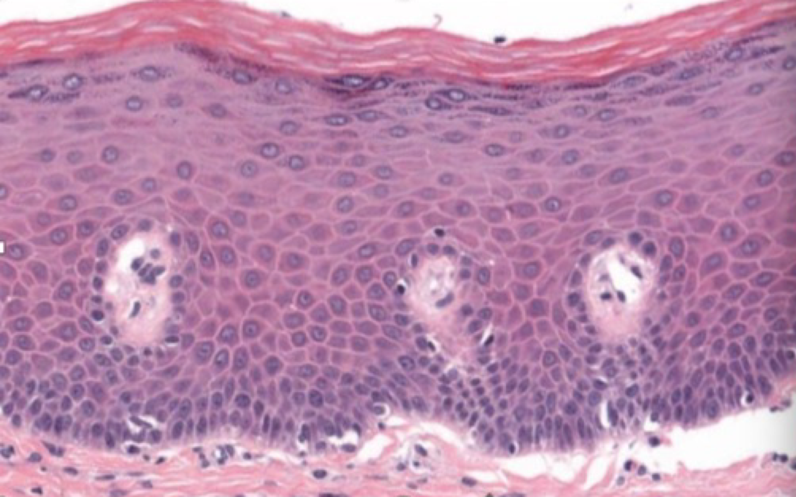 <ol><li><p><strong>Name this tissue type?</strong></p></li><li><p><strong>Name a location<br>where you can find this tissue in<br>the body.</strong></p></li><li><p><strong>What are it’s defining features?</strong></p></li></ol><p></p>