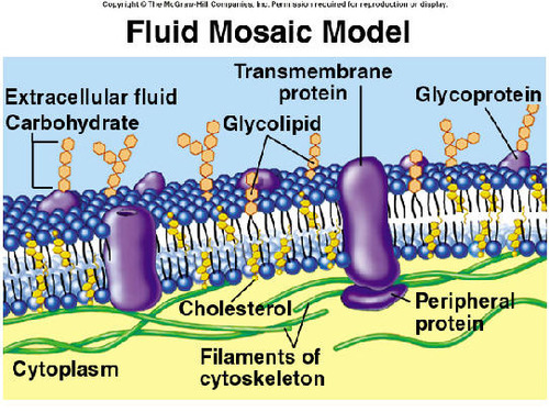 -membrane in a "mosaic" of proteins molecules in a semi-fluid bilayer of phospholipids 
-selectively permeable
-semi permeable