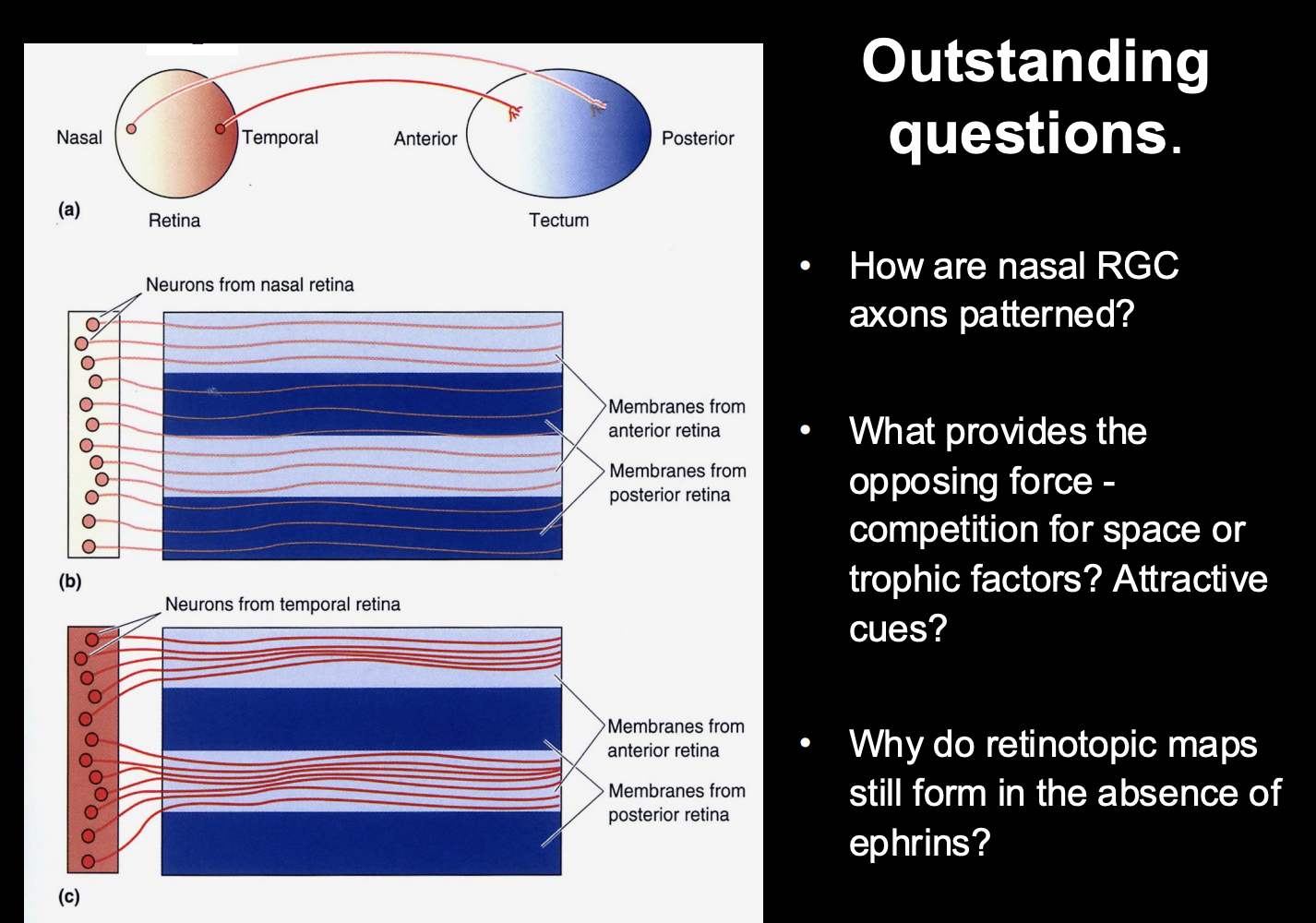 <ol><li><p>How are nasal RGC axons patterned?</p><ul><li><p>computational models predict a requirment for at least two opposing forces for topographic mapping</p></li></ul></li><li><p>What actually provides the opposing force?</p><ul><li><p>competition for space or trophic factors?</p></li><li><p>Attractive cues?</p></li></ul></li><li><p>Why do retinotopic maps still form in the <strong>absence </strong>of ephrins??</p></li><li><p>Repulsion does not cause precision→ how does it get so prescise?</p></li></ol><p></p>