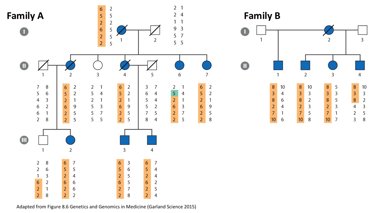 <p>→ two pedigrees showing a dominantly inherited skin condition</p><ul><li><p>the alleles in family A and B that segregate with the disease are different</p></li><li><p>However, same region of the genome is linked</p></li><li><p>Helps pinpoint the region where the disease is </p></li></ul><p></p>