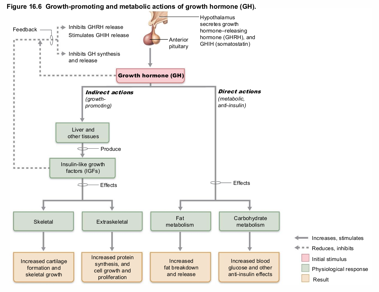 <ul><li><p>hypothalamic&nbsp;<span style="background-color: transparent; font-size: 1.6rem;"><span>hormones</span></span></p><ul><li><p>Growth hormone–releasing hormone (GHRH)</p><ul><li><p>Stimulates release</p></li></ul></li><li><p><span style="background-color: transparent; font-size: 1.6rem;"><span>Growth hormone–inhibiting hormone (GHIH)&nbsp;</span></span>(somatostatin)</p><ul><li><p>Inhibits release</p></li></ul></li></ul></li><li><p>Ghrelin (hunger hormone) also stimulates&nbsp;<span style="background-color: transparent; font-size: 1.6rem;"><span>release but plays less of a role</span></span></p></li></ul><p></p>