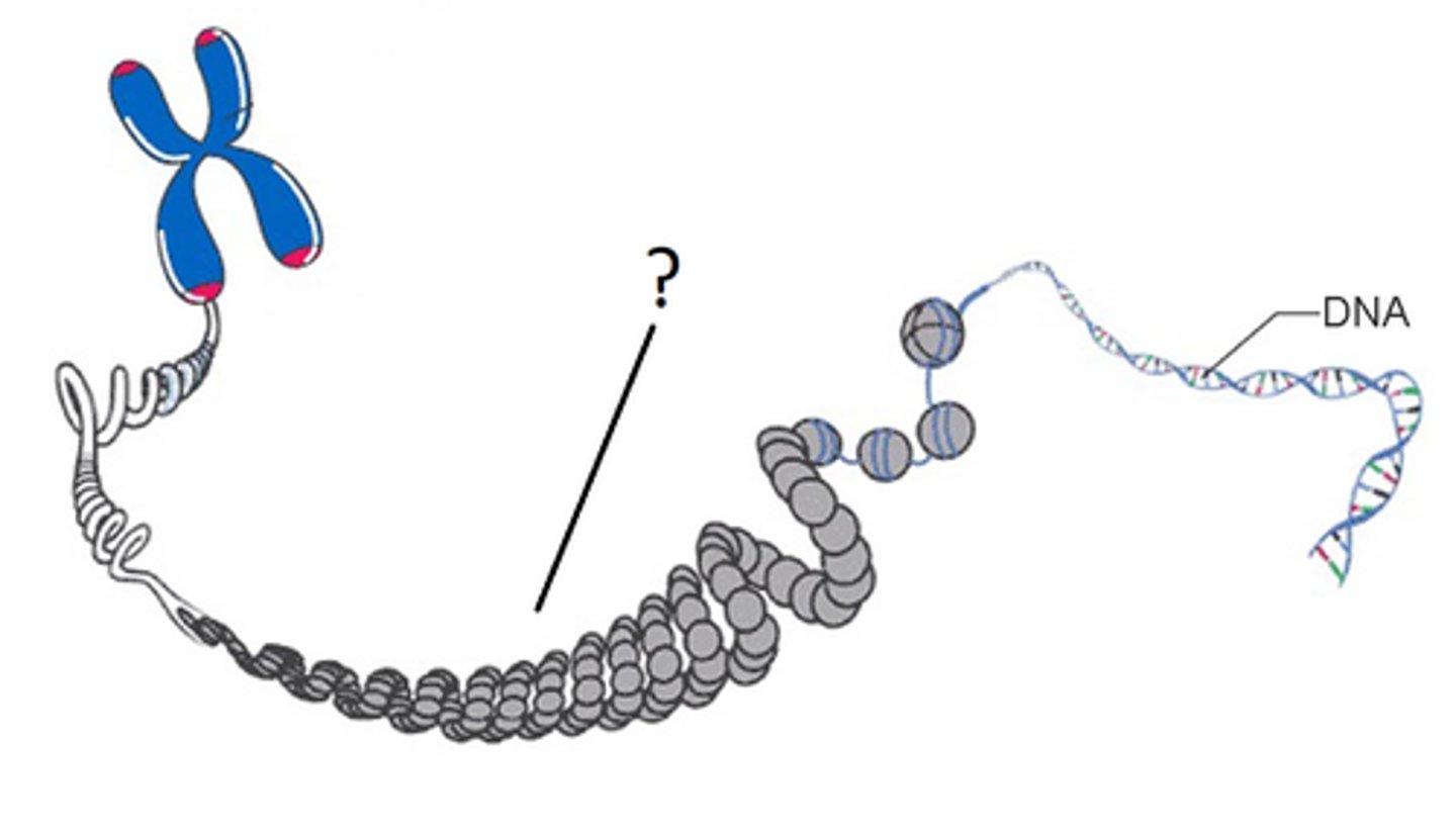 <p>Sammensetning av DNA og proteiner som oppstår som et resultat av cellens DNA kveilet rundt histoner til nukleosomer og pakkes i kjernen</p>