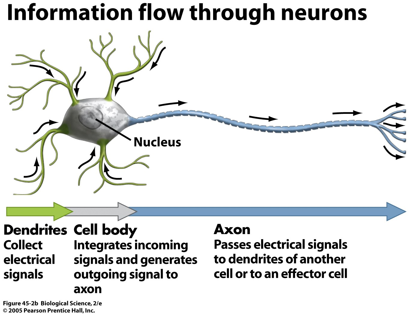 <p>A nerve cell that is typically very narrow and long; relays information electrically, by controlling the positively and negatively charged particles that are allowed to enter the cell</p>