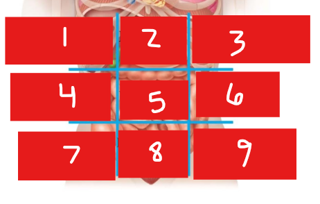 <p>4 - Name the Abdominal Region and the Organs</p>