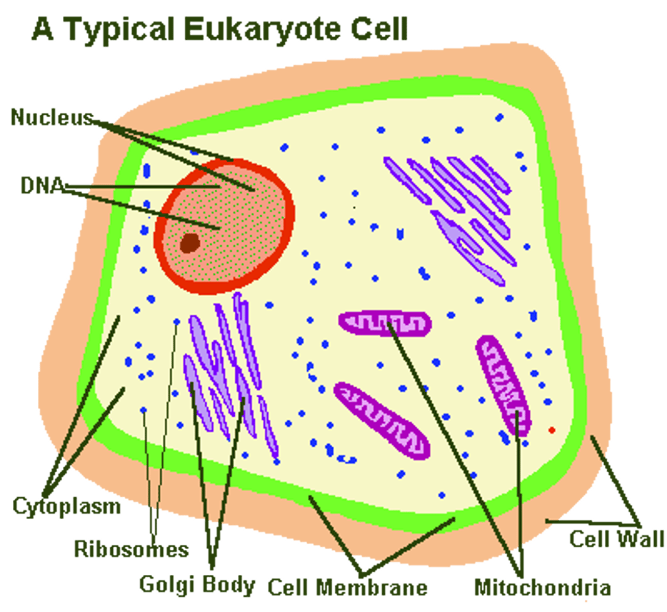 <p>A cell that contains a nucleus and membrane bound organelles</p>