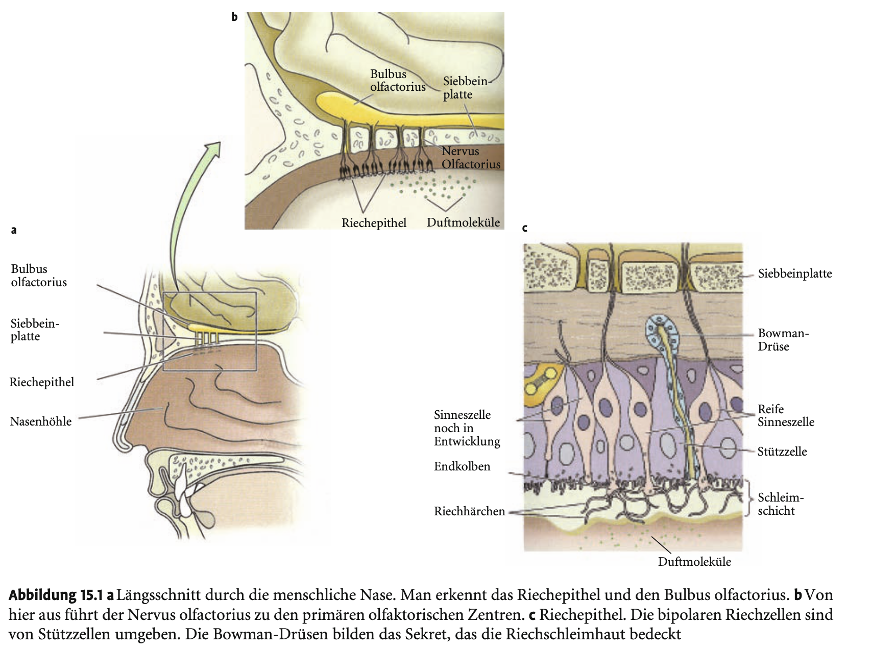 <ul><li><p><span><strong>Feinstruktur der Zellen:</strong></span></p><ul><li><p><span>Vom <strong>Zellkörper</strong> geht ein <strong>Dendrit</strong> aus, der sich an der Epitheloberfläche zu einem <strong>Endkolben </strong>verdickt.</span></p></li><li><p><span>Von diesem Kolben gehen <strong>5–20 Zilien (Riechhärchen)</strong> aus, die über das Epithel ragen und dort die <strong>Rezeptorproteine</strong> tragen.</span></p></li><li><p><span>Am anderen Pol geht ein <strong>unmyelinisiertes Axon (C-Faser)</strong> ab, das sich mit anderen zu <strong>Bündeln zusammenschließt</strong> und in den <strong>Bulbus olfactorius</strong> projiziert.</span></p></li></ul></li></ul><p></p>