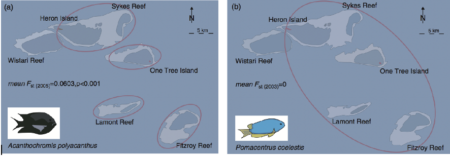 <p>Which species lacks a planktonic stage?</p>