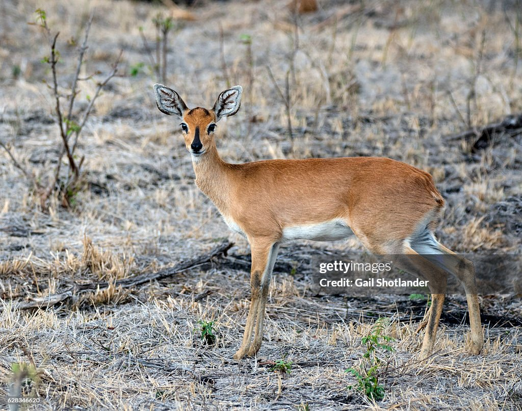 <p>Vic Falls, Chobe NP, Okavango Delta, Bagani, Grootfontein, Etosha NP, Spitzkoppe, Swakopmund, Sesriem, Bethanie, Fish River Canyon, Orange river, Western Cape, Cape Town, Kruger NP</p>