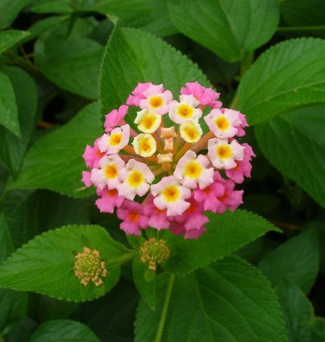 <p>Common Lantana</p>
