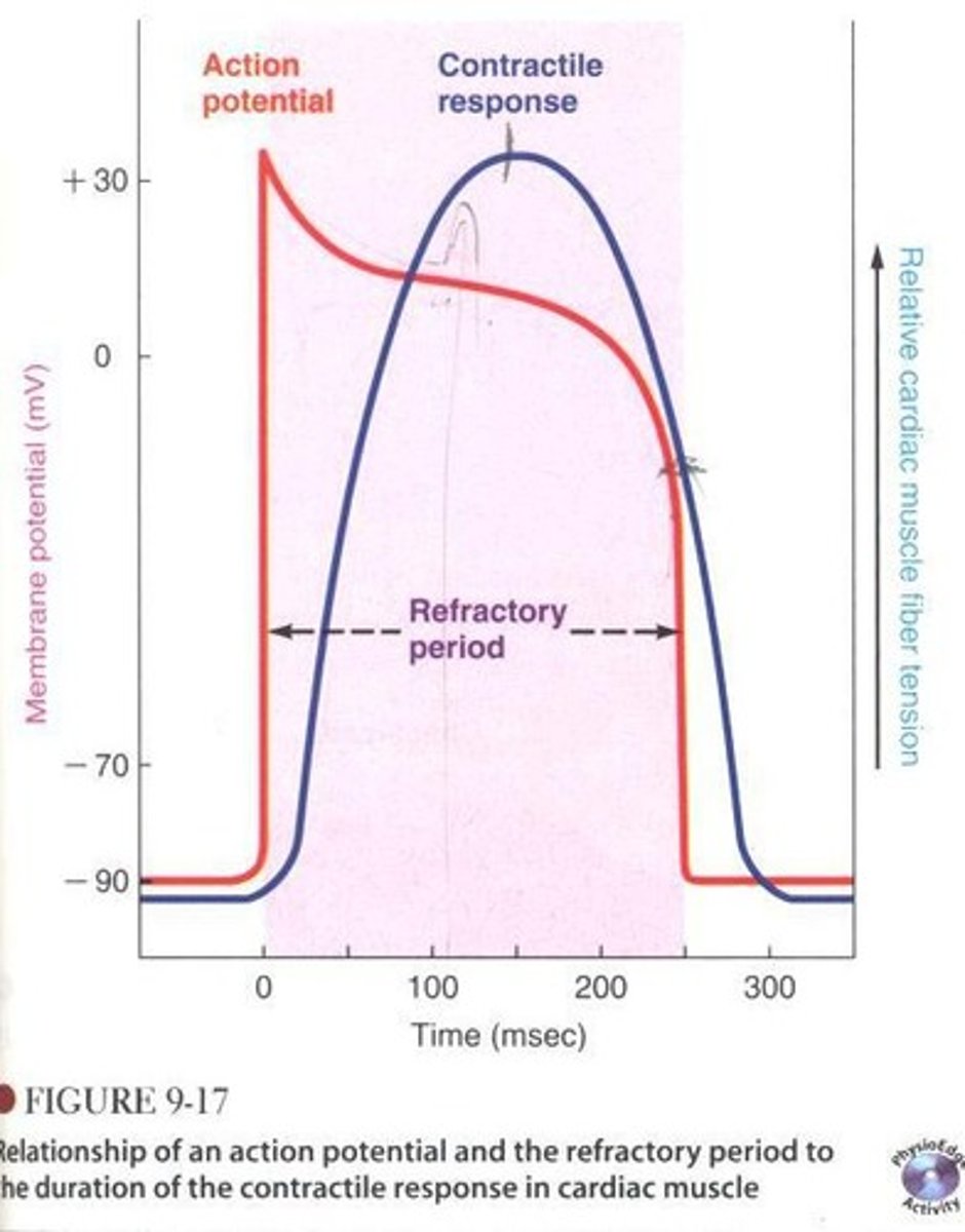 <p>- contraction of the heart ocurs DURING the action potnetial (specifically the plateau phase)</p><p>- major difference to skeletal muscles which can generate greater force by fusign AP --> tetanus</p><p>why does this occur?</p><p>--> bc of Ca2+ channels that slow reploarization</p><p>--> leads to refractory period: where cell cannot be rexcited to fire a new AP</p>