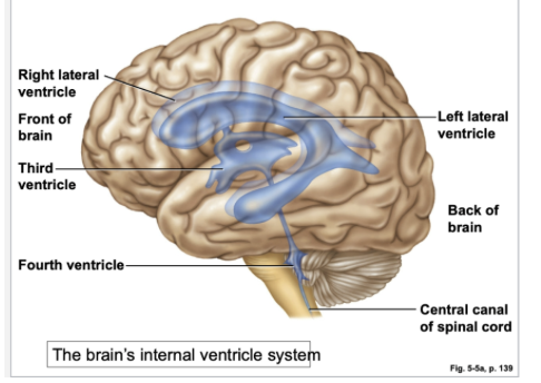 <ul><li><p>Two Lateral Ventricles </p></li><li><p>Third and Fourth </p></li><li><p>(4 total) </p></li><li><p>Produce CSF&nbsp;</p></li></ul><p></p>