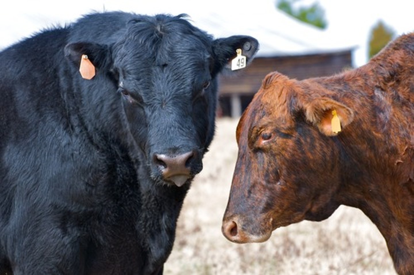 <p>(adj.) resembling a cow or ox; sluggish, unresponsive; having to do with cows or cattle</p>