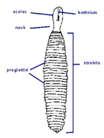 <p><strong>What is it:</strong><br></p>