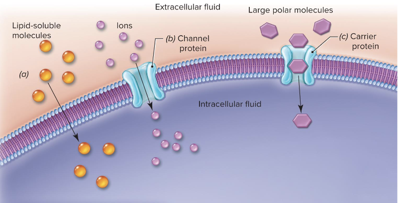 Diffusion model