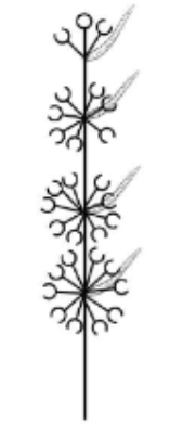 <p>Verticils inflorescence</p>