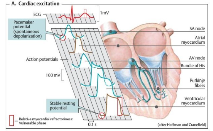 <p>what lead type is being used to produce the rest ECG</p>