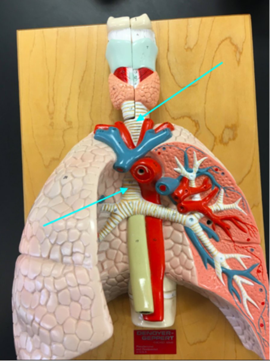 <p>What structure of the heart/lung model are the blue arrows pointing at?</p>