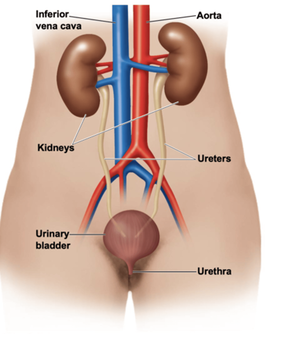 <p>Vena cava</p><p>Aorta</p><p>Renal artery</p><p>Renal vein</p><p>Kidney</p><p>Ureter</p><p>Bladder</p><p>Urethra</p>