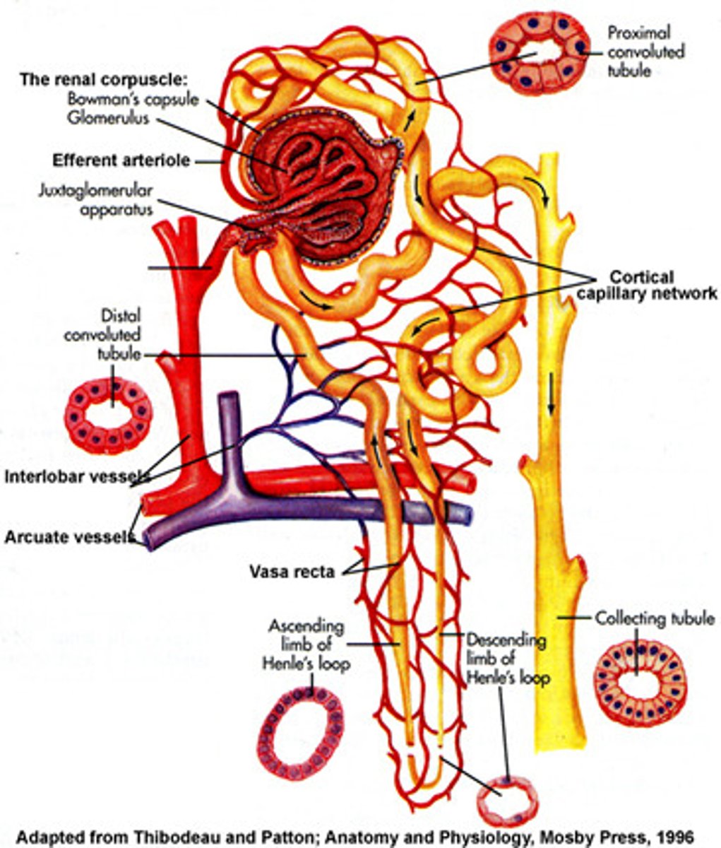 <p>Small artery</p>