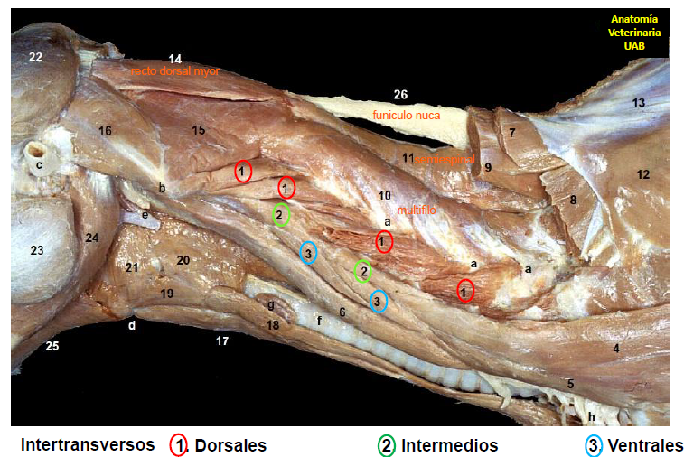 <ul><li><p>FUNCION : estabilizan la columna cervical + si se actuan unilateralmente mueven lateralmente el cuelo </p></li><li><p>tipos : cervicales dorsales, cervicales intermedios y cervicales ventrales </p></li></ul><p></p><p></p>