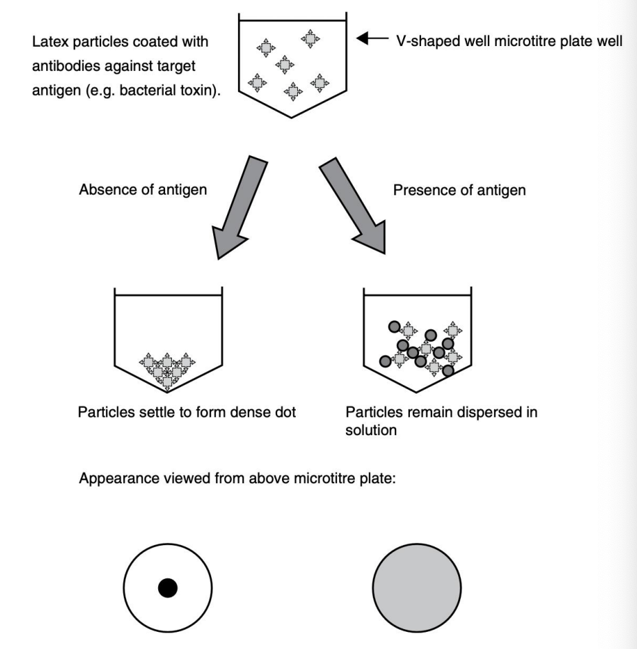 <ul><li><p><strong>Latex particles coated with antibodies</strong> against target antigen (V-shaped well in microtiter plate)</p></li><li><p><em>Absence of antigen</em> = particles form a <strong>dense dot</strong></p></li><li><p>Presence of antigen = particles<strong> remain dispersed in solution</strong></p></li></ul><p></p>