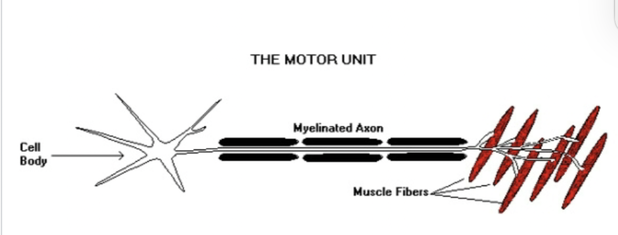 <p>describes a motor neuron (a nerve) and all the individual muscle fibers that it innovates. The activation of additional motor units to accomplish an increase in contractile strength in a muscle.</p>