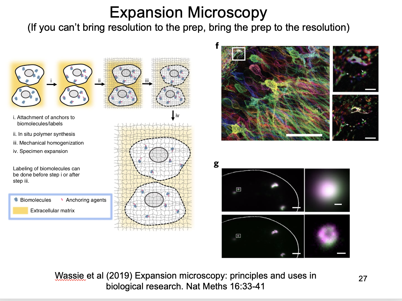 <p>If you cannot bring resolution to prep, bring the prep to the resolution</p><ul><li><p>impregnate preparation with a gel that expands on hydration</p></li><li><p>with light protease treatment </p></li><li><p>to allow uniform expansion of cell components</p></li></ul><p></p>