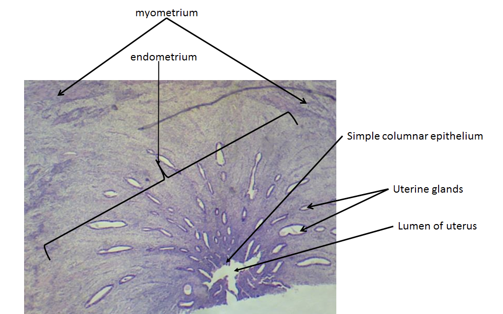 <p>What is the organ pictured?</p>