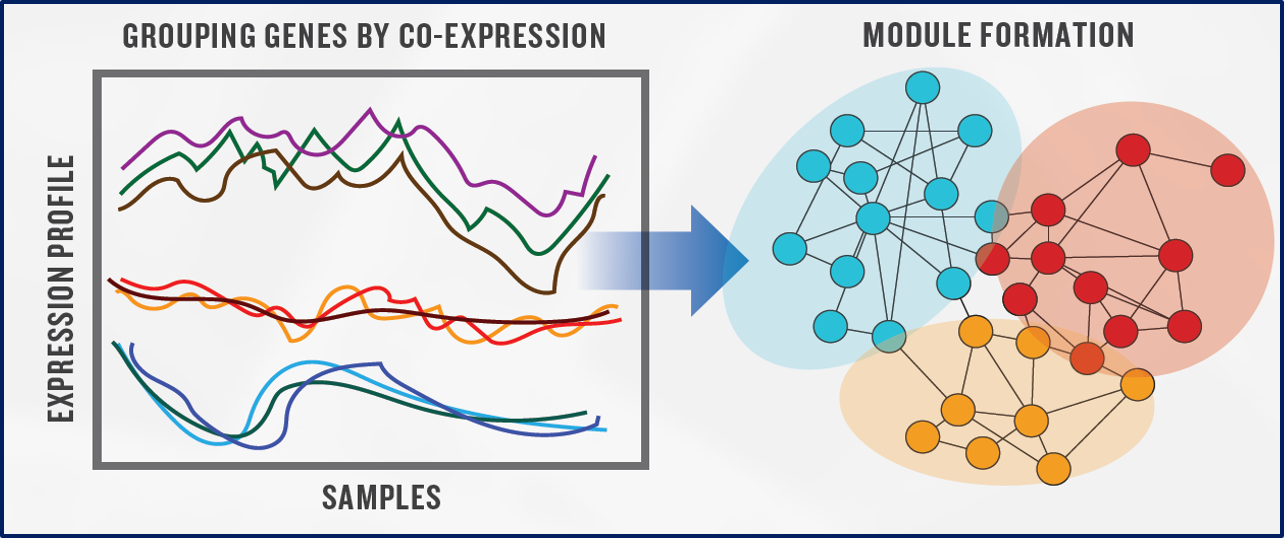 <p>A gene co-expression network is an undirected graph, in which each node is a gene, and each edge represents a significant co-expression relationship between two nodes</p><p>It can be constructed by looking for pairs of genes which show a similar expression pattern across various samples</p>