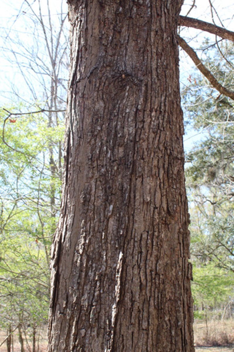 <p>what is the name of the tree whose bark is pictured here?</p>