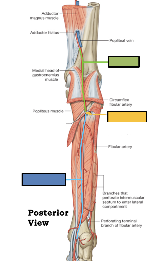 <p>What branch off from posterior tibial a?</p>