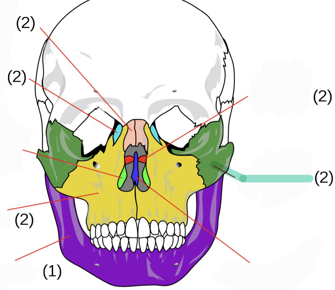 knowt flashcard image