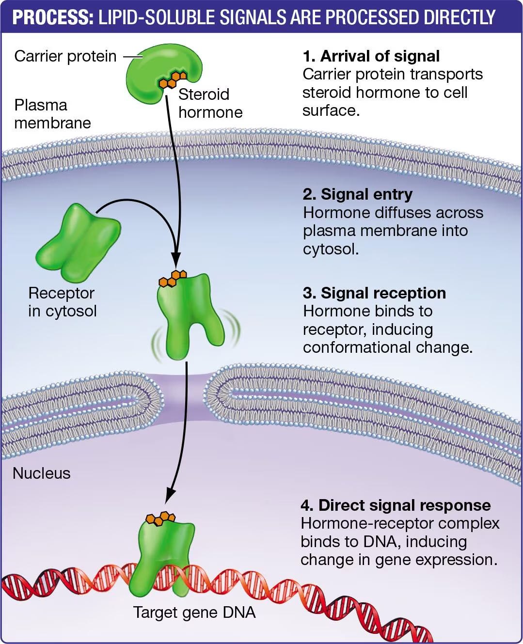 <p>Because they are hydrophobic, most lipid-soluble signaling molecules <strong>can be diffused across the cell membrane</strong></p>