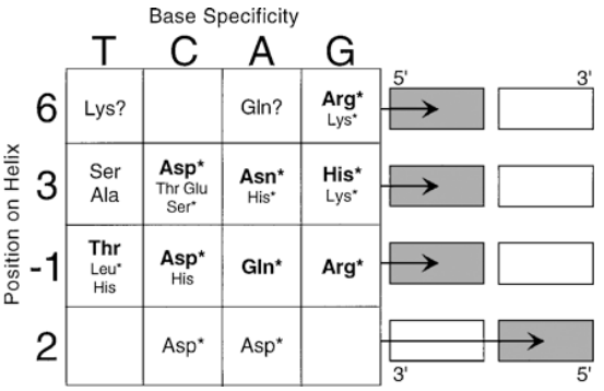 <p>what locations and residues on zinc fingers bind to DNA</p>